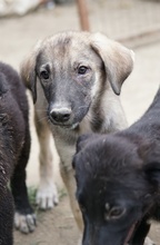 ERWIN, Hund, Mischlingshund in Griechenland - Bild 13