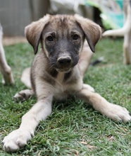 ERWIN, Hund, Mischlingshund in Griechenland - Bild 14