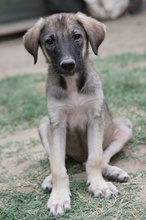 ERWIN, Hund, Mischlingshund in Griechenland - Bild 15