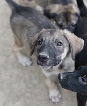 ERWIN, Hund, Mischlingshund in Griechenland - Bild 3