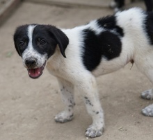 DARYL, Hund, Mischlingshund in Griechenland - Bild 10