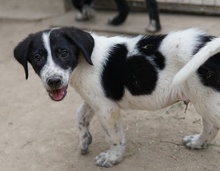 DARYL, Hund, Mischlingshund in Griechenland - Bild 12