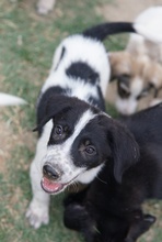 DARYL, Hund, Mischlingshund in Griechenland - Bild 14