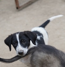 DARYL, Hund, Mischlingshund in Griechenland - Bild 2