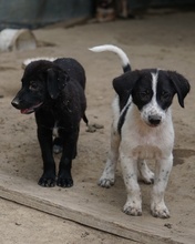 DARYL, Hund, Mischlingshund in Griechenland - Bild 6