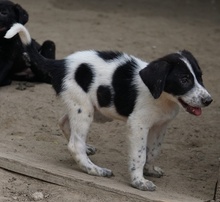 DARYL, Hund, Mischlingshund in Griechenland - Bild 7