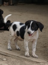 DARYL, Hund, Mischlingshund in Griechenland - Bild 8