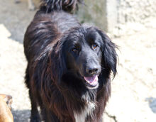 EROS, Hund, Mischlingshund in Donaueschingen