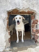 BELLA, Hund, Mischlingshund in Griechenland - Bild 1