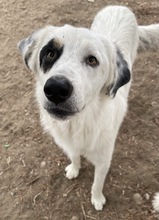 POPCORN, Hund, Mischlingshund in Griechenland - Bild 3