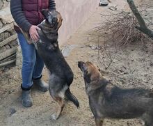 MARA, Hund, Deutscher Schäferhund-Mix in Rumänien - Bild 13