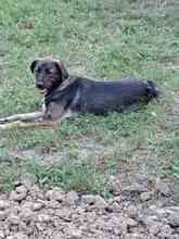 MARA, Hund, Deutscher Schäferhund-Mix in Rumänien - Bild 3