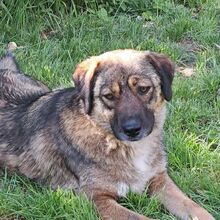 MAGDA, Hund, Mischlingshund in Rumänien