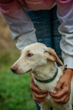 REMBRANDT, Hund, Mischlingshund in Ungarn - Bild 10