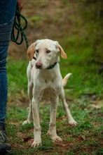 REMBRANDT, Hund, Mischlingshund in Ungarn - Bild 2