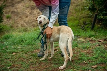 REMBRANDT, Hund, Mischlingshund in Ungarn - Bild 3