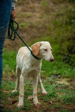 REMBRANDT, Hund, Mischlingshund in Ungarn - Bild 4