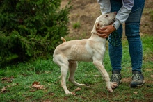 REMBRANDT, Hund, Mischlingshund in Ungarn - Bild 5