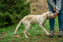 REMBRANDT, Hund, Mischlingshund in Ungarn - Bild 6