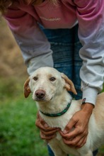 REMBRANDT, Hund, Mischlingshund in Ungarn - Bild 7