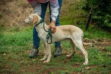 REMBRANDT, Hund, Mischlingshund in Ungarn - Bild 8