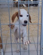 TILLY, Hund, Istrijanische Bracke in Kroatien - Bild 16