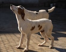 TILLY, Hund, Istrijanische Bracke in Kroatien - Bild 3