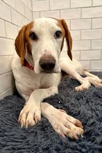TILLY, Hund, Istrijanische Bracke in Coswig