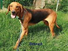 BRUNO8, Hund, Mischlingshund in Griechenland - Bild 10