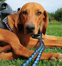 BRUNO8, Hund, Mischlingshund in Griechenland - Bild 2