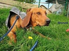 BRUNO8, Hund, Mischlingshund in Griechenland - Bild 4