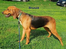 BRUNO8, Hund, Mischlingshund in Griechenland - Bild 7