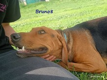 BRUNO8, Hund, Mischlingshund in Griechenland - Bild 8