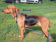 BRUNO8, Hund, Mischlingshund in Griechenland - Bild 9