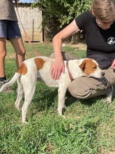 BOGYO, Hund, Mischlingshund in Ungarn