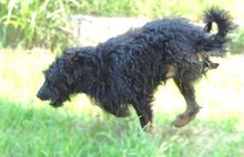 BOBBY, Hund, Mischlingshund in Rumänien - Bild 3