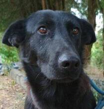 JOELENE, Hund, Deutscher Schäferhund-Mix in München