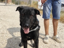 OZO, Hund, Mischlingshund in Spanien - Bild 1