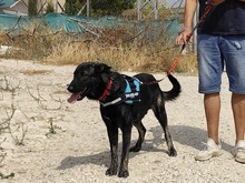 OZO, Hund, Mischlingshund in Spanien - Bild 2