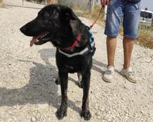 OZO, Hund, Mischlingshund in Spanien - Bild 4