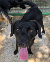 KLAUSI, Hund, Mischlingshund in Kroatien - Bild 4