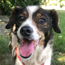 SMILEY, Hund, Mischlingshund in Kroatien - Bild 1