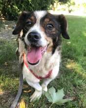 SMILEY, Hund, Mischlingshund in Kroatien - Bild 2