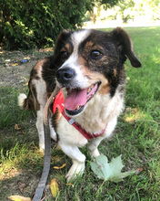 SMILEY, Hund, Mischlingshund in Kroatien - Bild 3