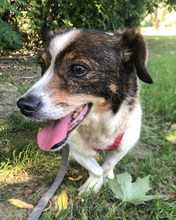 SMILEY, Hund, Mischlingshund in Kroatien - Bild 4