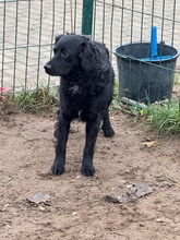 KAVIAR, Hund, Mischlingshund in Ungarn - Bild 2