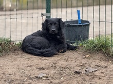 KAVIAR, Hund, Mischlingshund in Ungarn - Bild 4