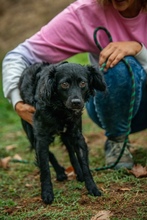 KAVIAR, Hund, Mischlingshund in Ungarn - Bild 6