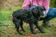 KAVIAR, Hund, Mischlingshund in Ungarn - Bild 8