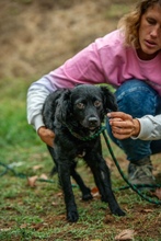 KAVIAR, Hund, Mischlingshund in Ungarn - Bild 9